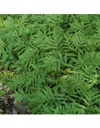 Fern, Sensitive Fern, Houseplant