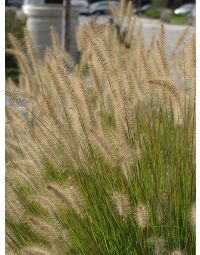 Pennisetum, Fountain Grass 'Hameln'