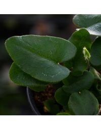 Hemionitis Arifolia 'Heart Fern'