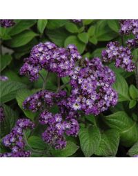Heliotrope, 'Fragrant Delight'