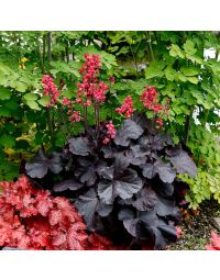 Heuchera, Black Leaf Coral Bells 'Black Forest Cake'