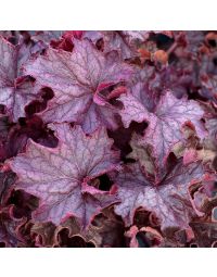 Heuchera, Purple Leaf Coral Bells 'Grande™ Amethyst'