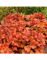Heuchera, Gold Leaf Coral Bells 'Northern Exposure™ Amber'