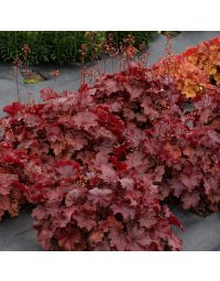 Heuchera, Red Leaf Coral Bells 'Northern Exposure™ Red'