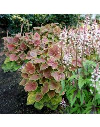 Heuchera, Bicolor Leaf Coral Bells 'Northern Exposure™ Sienna'