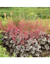 Heuchera, Silver Leaf Coral Bells 'Dolce® Silver Gumdrop'