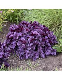 Heuchera, Purple Leaf Coral Bells 'Dolce® Wildberry'