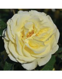 Rosa, Shrub Rose 'Easy Elegance® High Voltage'