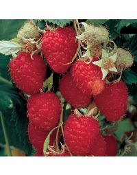 Rubus, Raspberry 'Himbo Top®'