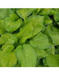 Hosta, Blue-Lime Leaf 'Guacamole'