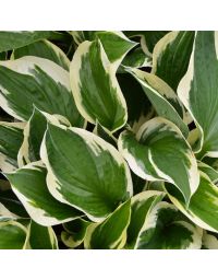 Hosta, White-Green 'Patriot'