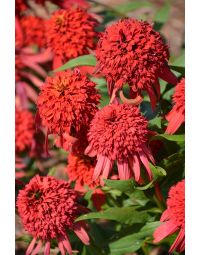 Echinacea, Coneflower 'Hot Papaya'