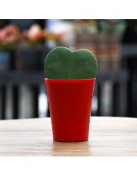 Hoya Kerrii, Wax Hearts 'Single Heart'