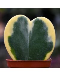Hoya Kerrii, Single Heart