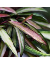 Hoya Wayetii, Wax Plant 'Tricolor'