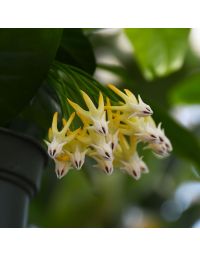 Hoya Multiflora 'Shooting Star'