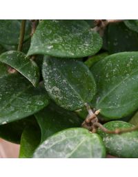 Hoya Parasitica 'Splash'
