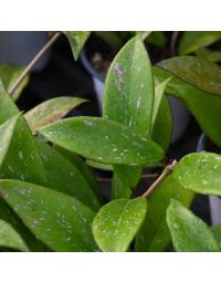 Hoya Pubicalyx