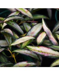 Hoya Wayetii 'Tricolor'