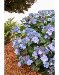 Hydrangea, Bigleaf 'Endless Summer® Pop Star™'