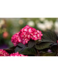 Hydrangea, Bigleaf 'First Editions® Eclipse®'