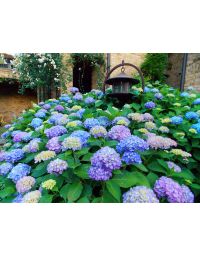 Hydrangea, Bigleaf 'Endless Summer® Bloomstruck™'