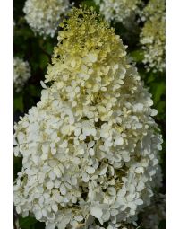 Hydrangea, Panicle 'Phantom'