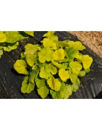 Heuchera, Bicolor Leaf Coral Bells 'Northern Exposure™ Sienna'