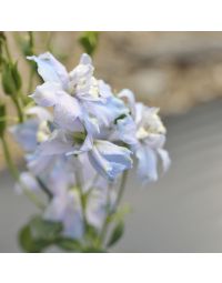 Delphinium, Candle Larkspur Magic Fountain 'Sky Blue White Bee'