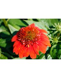 Echinacea, Coneflower 'Sombrero® Fiesta Orange'