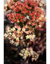 Sedum, Stonecrop 'Peach Pearls'