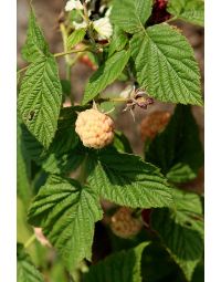 Rubus, Raspberry 'Anne'