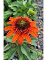 Echinacea, Coneflower 'Moab Sunset'