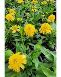 Echinacea, Coneflower 'Sunny Days™ Lemon'