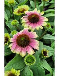 Echinacea, Coneflower 'Sweet Sandia'