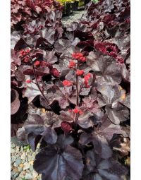 Heuchera, Black Leaf Coral Bells 'Black Forest Cake'