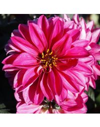 Dahlia, City Lights™ 'Neon'