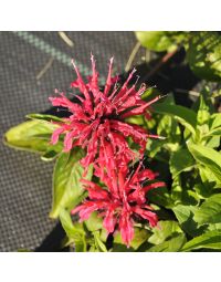 Monarda, Beebalm 'BeeMine™ Red'