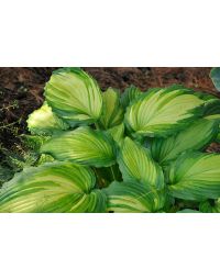 Hosta, Blue-Lime Leaf 'Angel Falls'