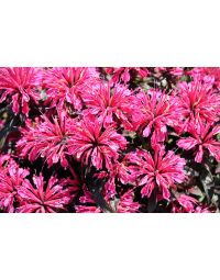 Monarda, Bee Balm Sugar Buzz® 'Berry Taffy'