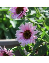 Echinacea, Coneflower 'SunSeekers® Salmon'