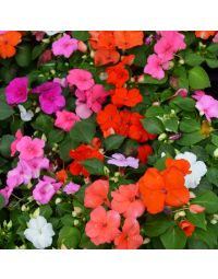 Impatiens Mix