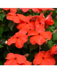 Impatiens, Xtreme™ 'Orange'