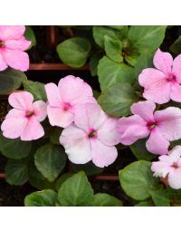 Impatiens, Imara® 'Pink'