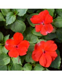 Impatiens, Beacon® 'Bright Red'