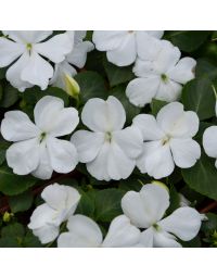 Impatiens, Beacon® 'White'