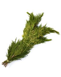 Cedar 'Incense Cedar'