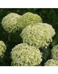 Hydrangea, Smooth 'Invincibelle Limetta®'