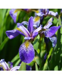 Iris, Blue Flag Iris 'Minnesota Native'