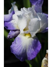 Iris, Bearded 'Mission Ridge'